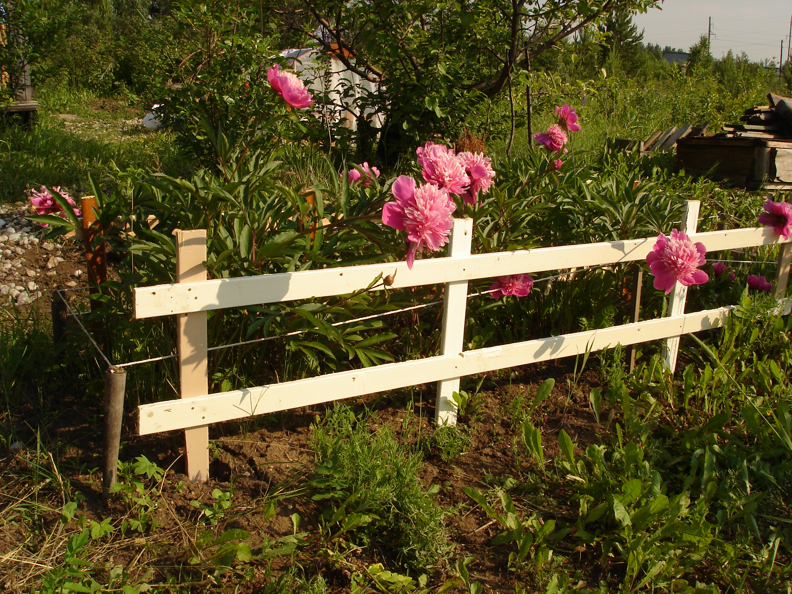 House from the container in the garden