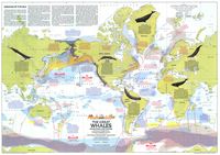 Great Whales, Migration and Range (1976)